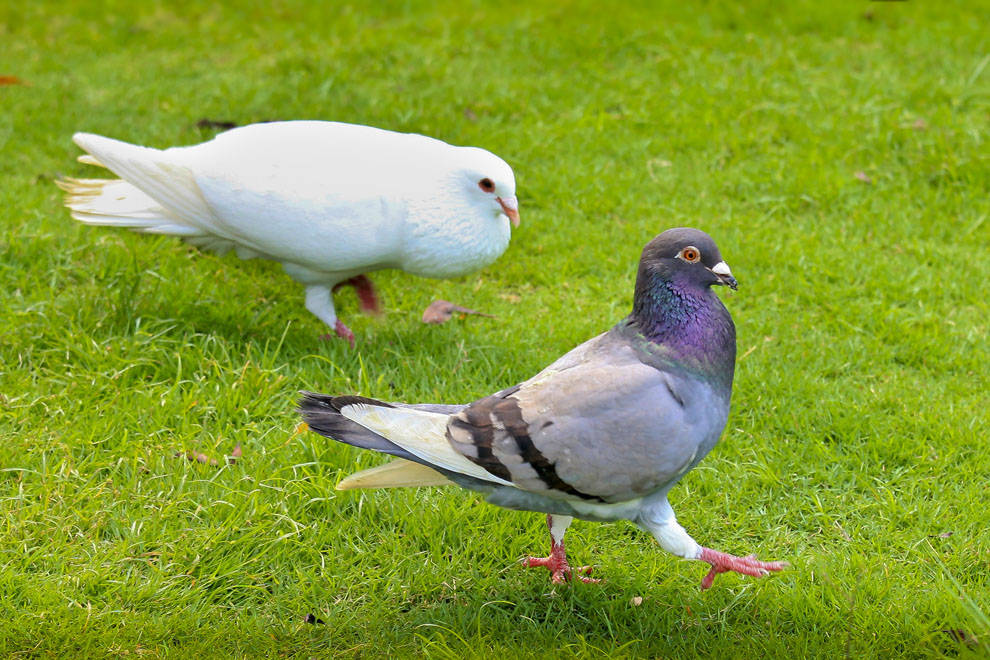 鸽子站不起来是什么病?不清楚的快来看看! 鸽子站不起来是什么病?不清楚的快来看看!