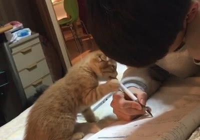 猫咪监督小主人写作业,孩子一抬头它就出手,网友:敬业
