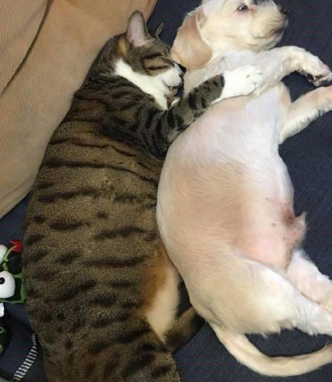 可怜小狗被大猫拥入怀中,动作乖巧但眼神出卖了它 可怜小狗被大猫拥入怀中,动作乖巧但眼神出卖了它