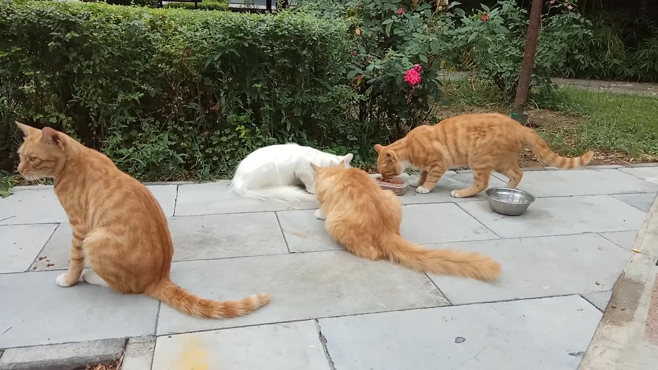 橘猫住在寺庙好几年，睡个午觉也能走红，天天“拜佛”还有了外号