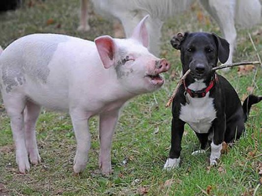 狗狗经常偷跑出去，当主人找到它时，简直让人哭笑不得！