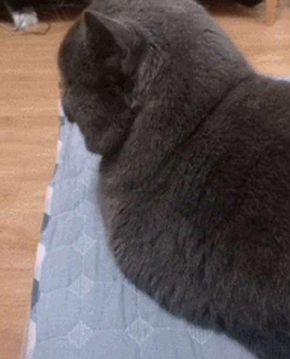主人让猫咪暖脚,蓝猫转过头就是一脸嫌弃的模样,这小眼神好幽怨 主人让猫咪暖脚,蓝猫转过头就是一脸嫌弃的模样,这小眼神好幽怨