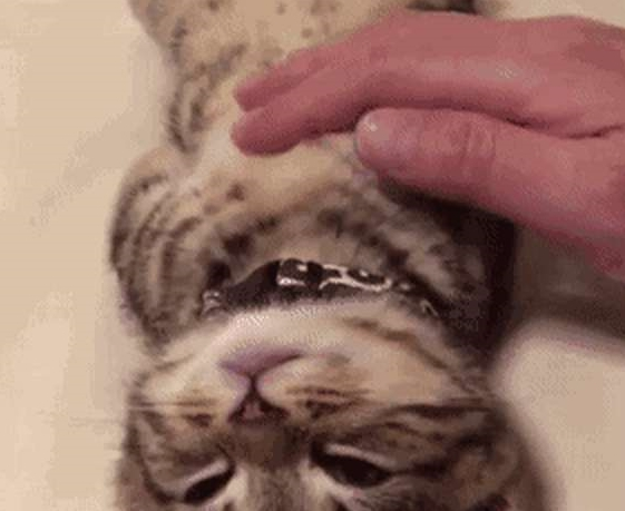 铲屎官发猫咪睡姿照,意外获得千万粉丝喜爱,小猫以睡觉而成名! 铲屎官发猫咪睡姿照,意外获得千万粉丝喜爱,小猫以睡觉而成名!