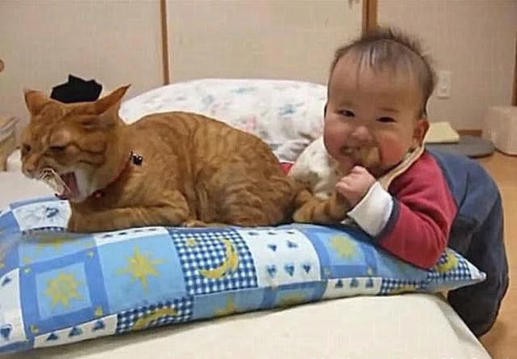 橘猫趴在那打盹,宝宝一口咬住了它的尾巴,妈妈看清后心放了下来 橘猫趴在那打盹,宝宝一口咬住了它的尾巴,妈妈看清后心放了下来