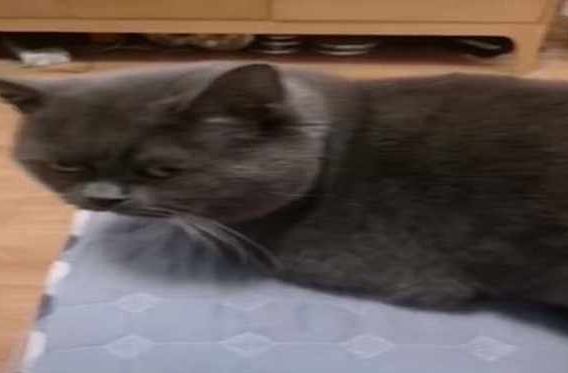 主人让猫咪暖脚,蓝猫转过头就是一脸嫌弃的模样,这小眼神好幽怨 主人让猫咪暖脚,蓝猫转过头就是一脸嫌弃的模样,这小眼神好幽怨