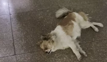 狗子:我只是在图书馆门口睡了一觉,听说你们到处说我挂了? 狗子:我只是在图书馆门口睡了一觉,听说你们到处说我挂了?