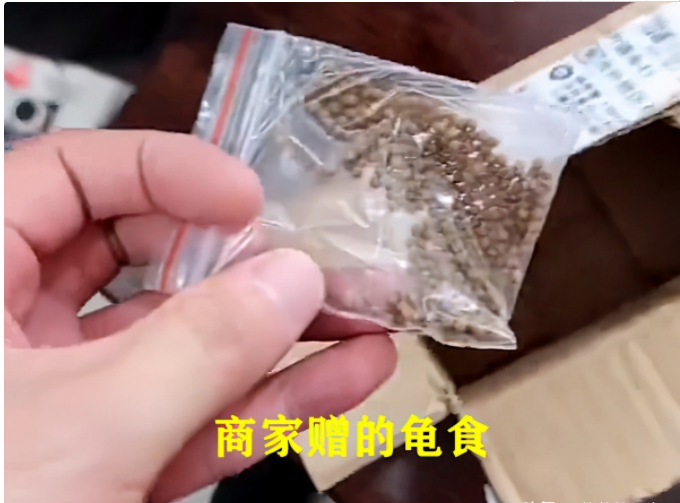 男子网购两只乌龟，收到时冻成“乌龟干”，网友：别浪费，炖汤喝