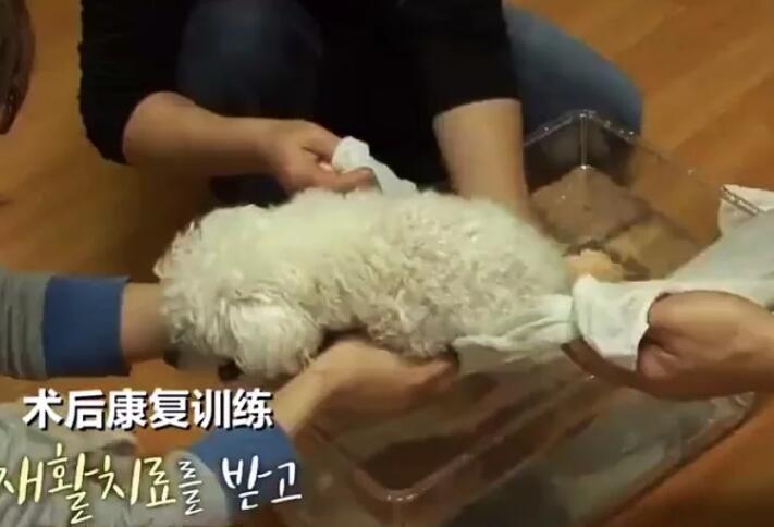 狗狗突然后肢瘫痪,坚持爬到门口迎接主人,检查令人无奈 狗狗突然后肢瘫痪,坚持爬到门口迎接主人,检查令人无奈