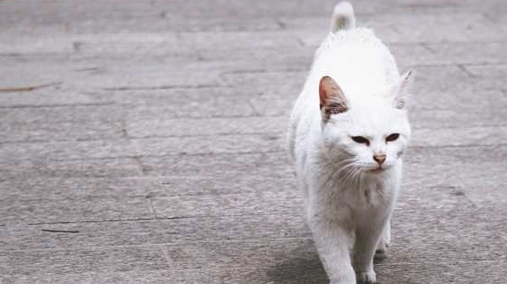流浪猫，嘴里叼着钱求路人收养，网友：名副其实的招财猫