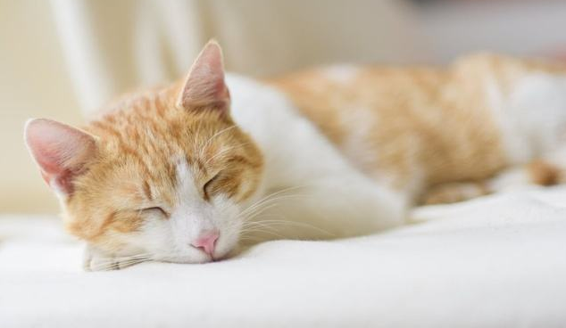 猫咪驱虫看这里