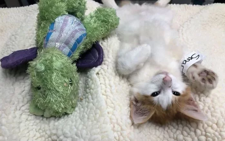 小猫咪要做绝育，主人给它一个玩具陪着，结果医生把玩具也绝育了