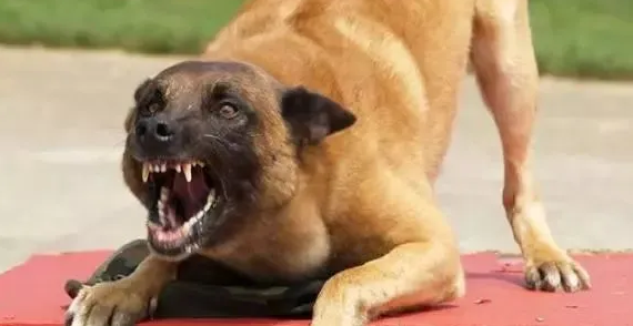 狼犬发狂咬了 1 岁女婴的脸，后连咬 7 人！连主人也没放过