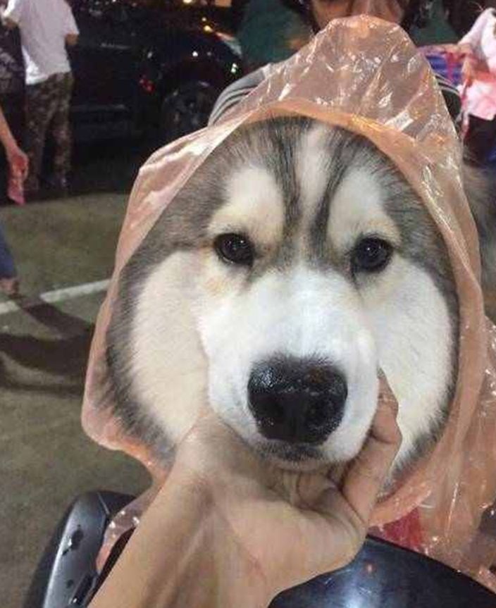 主人宁愿自己淋雨,也要给狗狗穿雨衣,真相让铲屎官们感同身受 主人宁愿自己淋雨,也要给狗狗穿雨衣,真相让铲屎官们感同身受