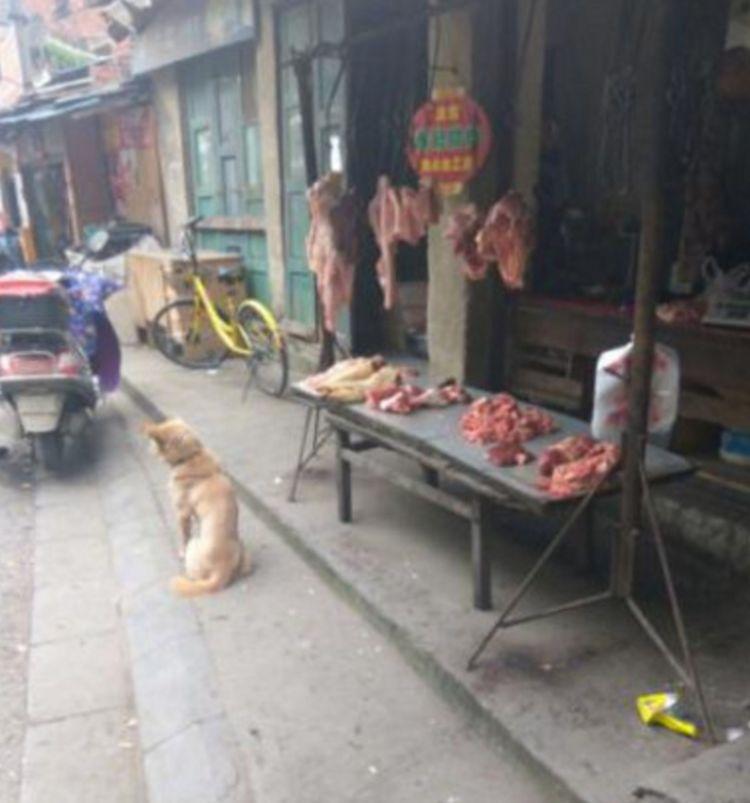 流浪土狗每天坚守猪肉摊前，仅仅是为了肉摊老板施舍一口食物！