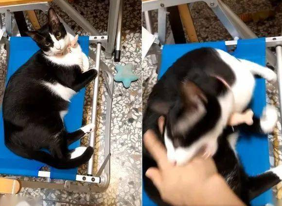 “妈妈要坐椅子”:一句话看出养猫和养狗的区别!