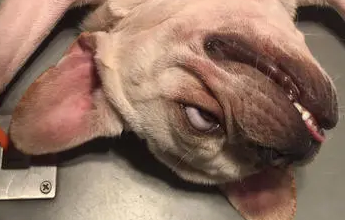 斗牛犬生产剖腹产多少钱 | 斗牛犬剖腹产身亡，主人索赔15.5万