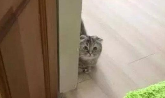 家里养了个“醋坛子”，女主人爱抚小猫时，它躲在墙角偷瞄嫉妒