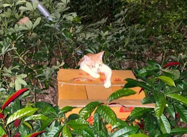 可怜猫妈在路边叫“救命”,善良小哥赶紧跟它走,猫:救救我孩子