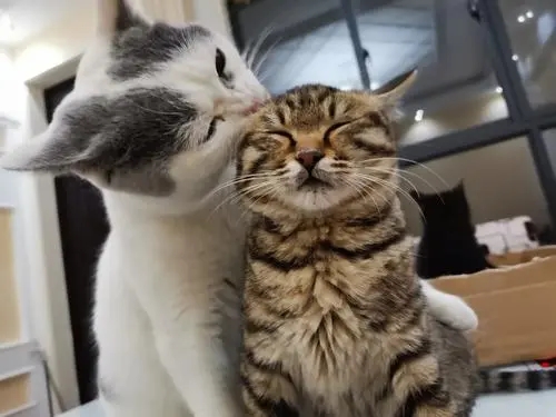 养两只猫是什么体验？痛并快乐着！看看戳中你的心没？