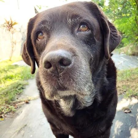 11岁老犬意外走失,寻找主人时被车撞,获救时它竟满眼泪水 11岁老犬意外走失,寻找主人时被车撞,获救时它竟满眼泪水