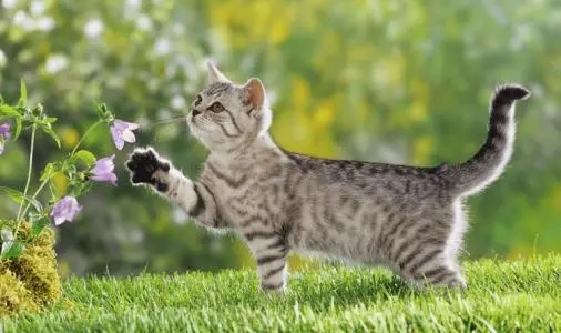 躺在血泊中的小猫被救后竟比大狗还凶!果然是谁带大的像谁啊~