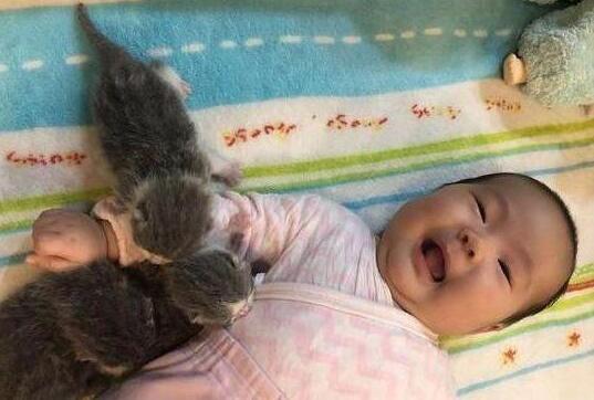 小猫咪每天给小主人舔头发，主人无奈：再舔就要“秃”了