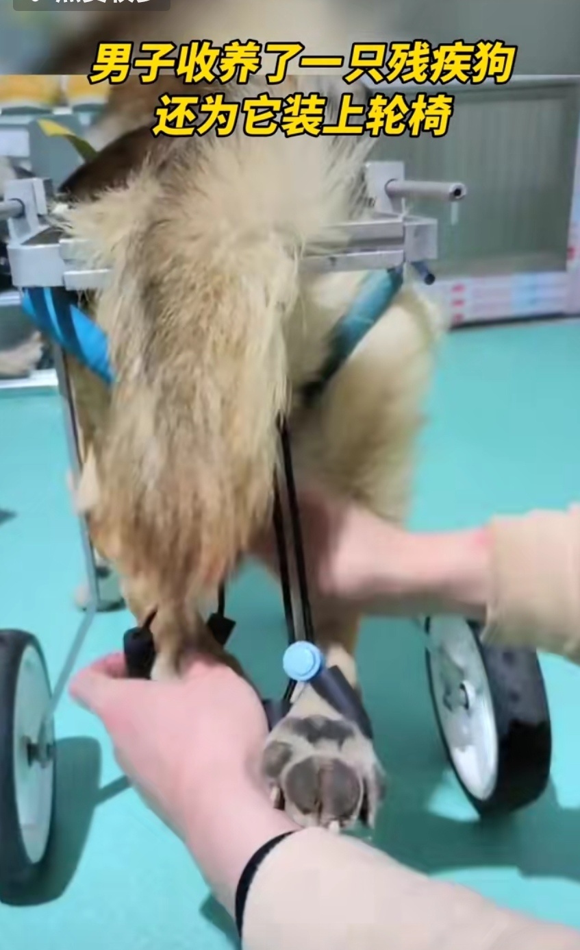 半身瘫痪狗狗坐上了轮椅,跑的也不慢 半身瘫痪狗狗坐上了轮椅,跑的也不慢