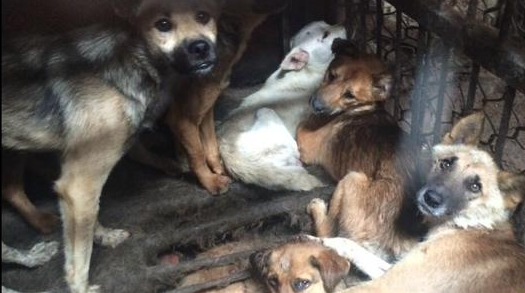 狗肉来源基本都是偷的狗 | 国内狗肉来源调查：多为盗抢 活狗死狗两条线