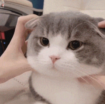 只有胖猫才会得脂肪肝? 只有胖猫才会得脂肪肝?