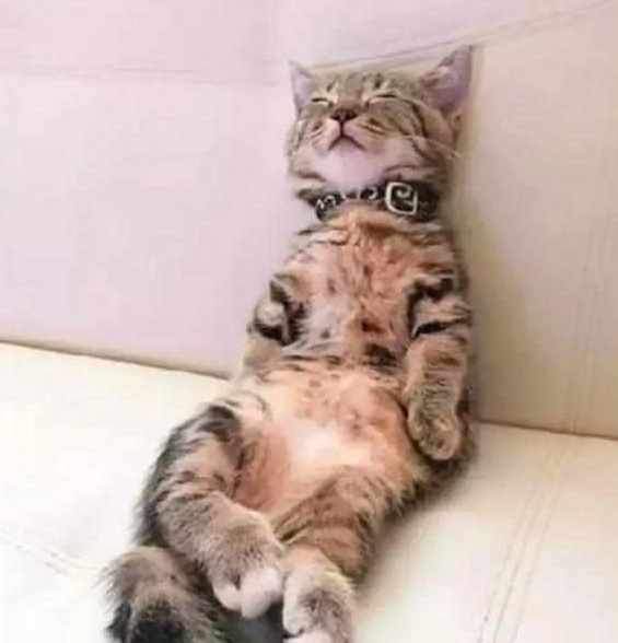 铲屎官发猫咪睡姿照,意外获得千万粉丝喜爱,小猫以睡觉而成名! 铲屎官发猫咪睡姿照,意外获得千万粉丝喜爱,小猫以睡觉而成名!