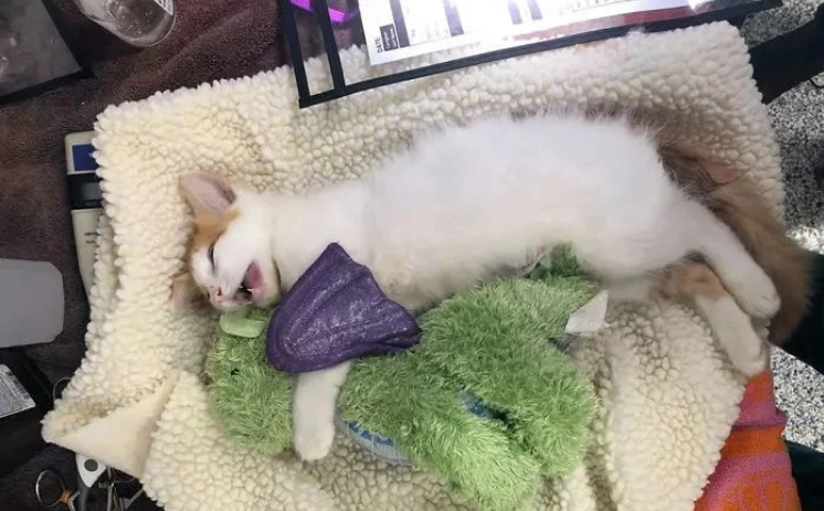小猫咪要做绝育，主人给它一个玩具陪着，结果医生把玩具也绝育了