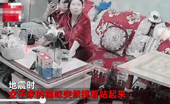 突发地震,小猫猛然直立看灯,丈夫反应过来,拉着妻子迅速跑开
