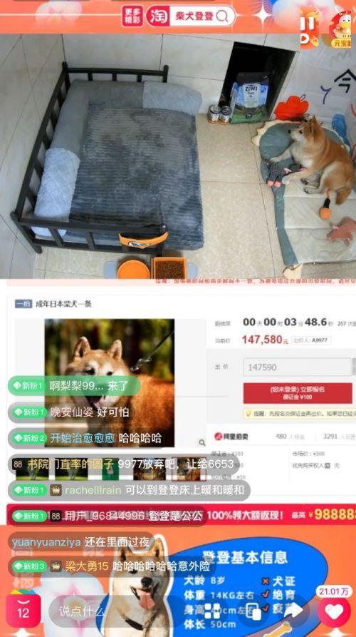 16万元！网红柴犬“登登”拍出天价 买受人：要给它一个安稳的家