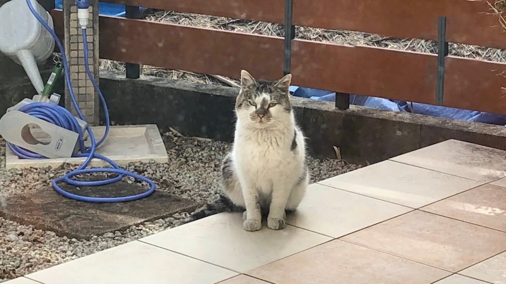 流浪小猫羡慕家猫生活,主动上门求收养:您介意再多只猫吗?