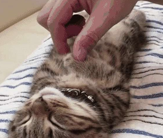 铲屎官发猫咪睡姿照,意外获得千万粉丝喜爱,小猫以睡觉而成名! 铲屎官发猫咪睡姿照,意外获得千万粉丝喜爱,小猫以睡觉而成名!