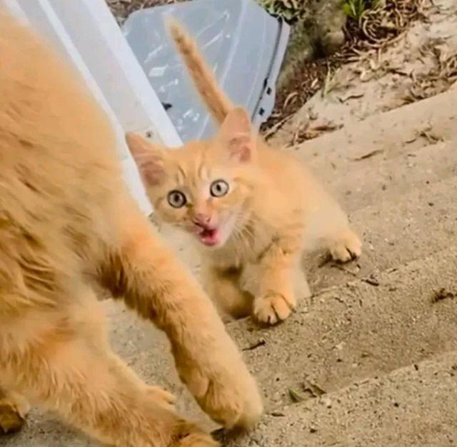 流浪猫妈带娃挨家挨户讨食物,两只小猫很健康,猫妈却饿坏身体 流浪猫妈带娃挨家挨户讨食物,两只小猫很健康,猫妈却饿坏身体