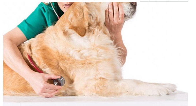 狗狗胰腺炎后怎么饮食 | 狗狗患胰腺炎后应该怎样喂食护理