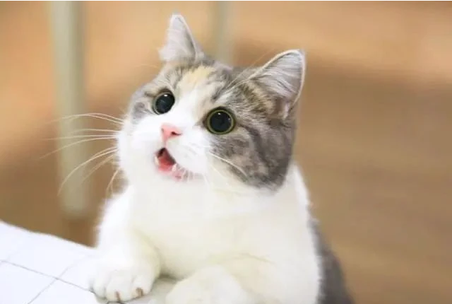 主人假装晕倒测试猫咪，猫咪一眼识破：你这是要碰瓷我？