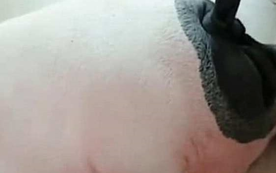 买回只宠物猪,老板称不会长大,一年后父亲发来照片主人大吃一惊 买回只宠物猪,老板称不会长大,一年后父亲发来照片主人大吃一惊
