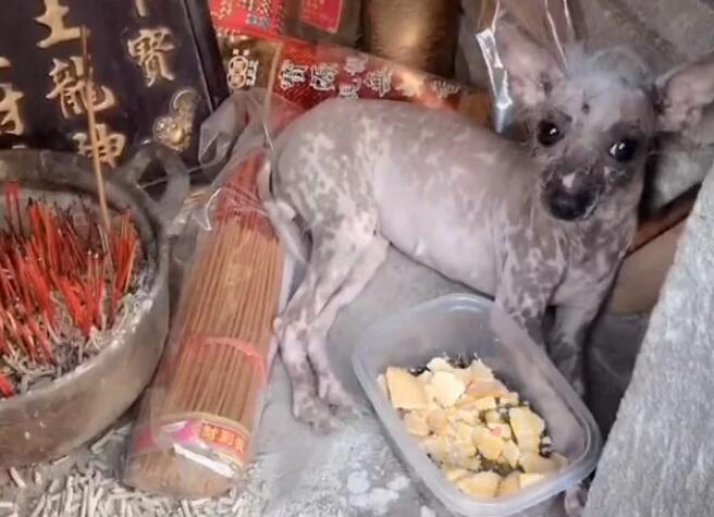 外表丑陋的流浪狗，骨瘦如柴，捡回家发现是名犬