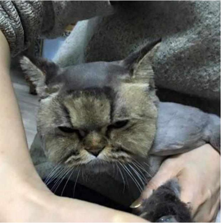 逗比主人帮猫咪剃毛,结果失手剃成这样,猫咪一个眼神能杀人 逗比主人帮猫咪剃毛,结果失手剃成这样,猫咪一个眼神能杀人