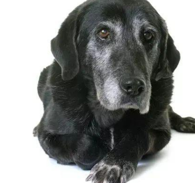 犬类健康：尿失禁——萨沙爱宠健康白皮书