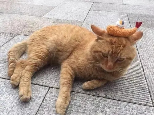 5只流浪猫霸占公园,12年来受人庇护,“家族”中几乎都是奶牛猫 5只流浪猫霸占公园,12年来受人庇护,“家族”中几乎都是奶牛猫
