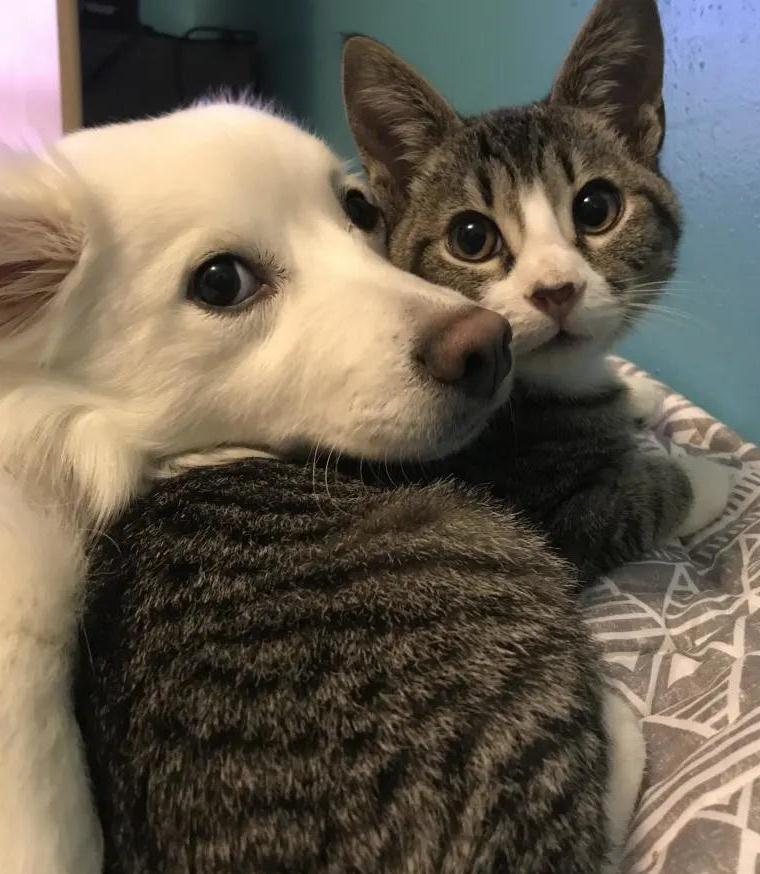 经常欺负家里的小猫,也不能说是欺负,就是两个小动物之间的打闹游戏