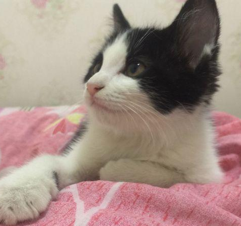 猫咪走了再也不养猫了 | 面对猫咪的相继离去，知道原因后，宠主哭诉：我想再也不会养猫了