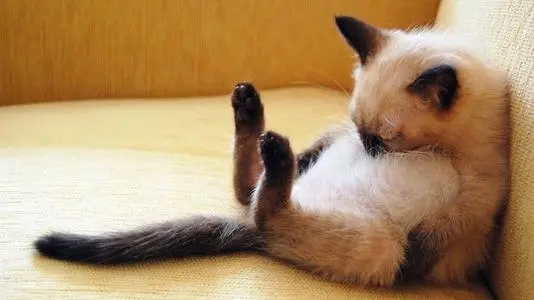 睡梦中把猫咪一脚踹到床下，猫咪“骂骂咧咧”把我吵醒