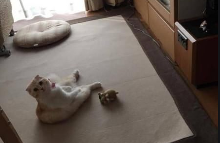 回家没见猫咪出来迎接，走到客厅一看，主人忍不住笑喷了