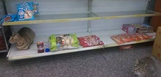 流浪猫进便利商店 | 请不要驱驱赶!恶劣天气,流浪猫狗栖身便利店,好心店员关爱有加 流浪猫进便利商店 | 请不要驱驱赶!恶劣天气,流浪猫狗栖身便利店,好心店员关爱有加