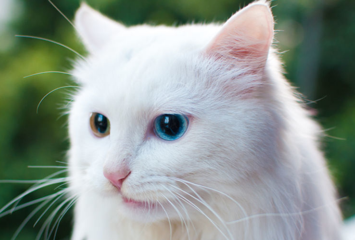 上海艾吉宠物医院课堂：导致猫咪打喷嚏有血的原因