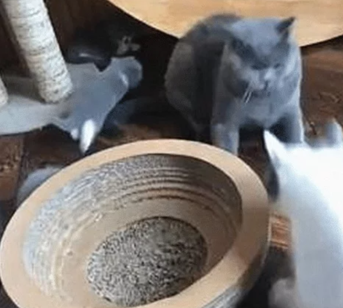 小奶猫排便后没埋，猫妈妈竟一巴掌拍了上去绝对是亲生的